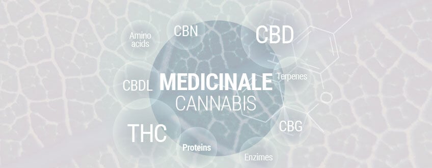 Medicinale cannabis 101: De complete gids over medicinale marihuana 