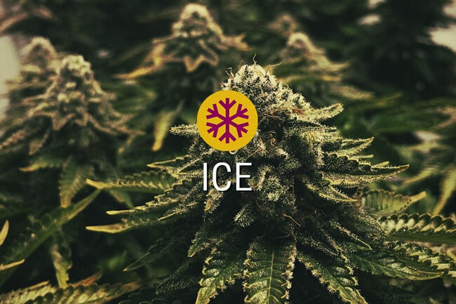 ICE Gefeminiseerde Cannabis Zaden