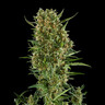 Royal Critical Auto