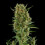 Royal Critical Auto