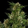 Royal Critical Auto