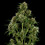 Royal Critical Auto