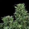 Royal AK Auto