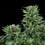 Royal AK Auto