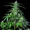 Royal AK Auto
