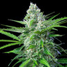 Royal AK Auto