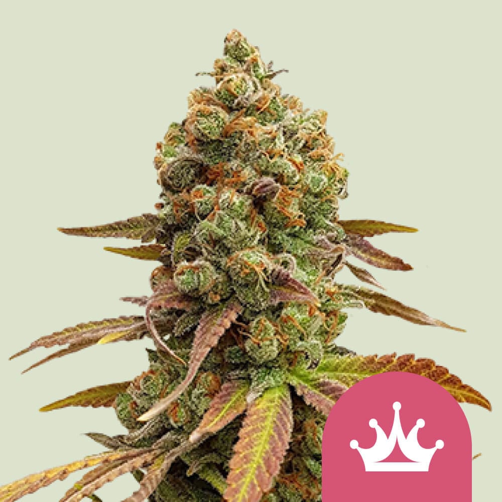 Bestel Special Queen 1 Feminized wietzaden 👑 Royal Queen Seeds