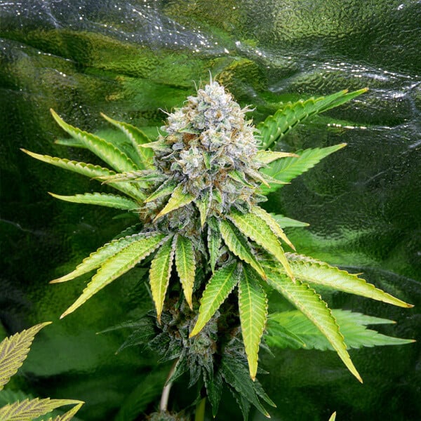 O.G. Kush Gefeminiseerd cannabis wiet zaden O.G. Kush Gefeminiseerd cannabis wiet zaden
