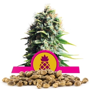 Pineapple Kush Bulkzaden