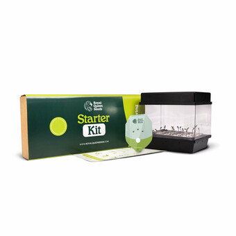 Starters Kit Autoflowering