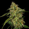 Lemon Shining Silver Haze