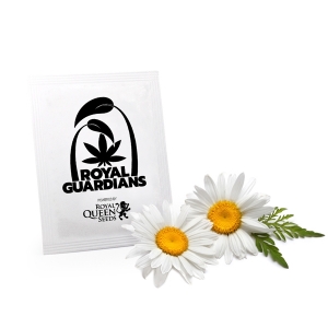 Chamomile Royal Guardians Chamomile Royal Guardians