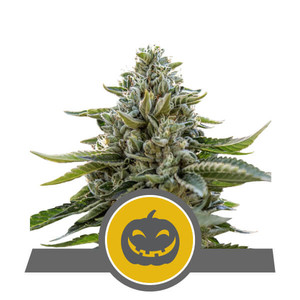 Pumpkin Kush Regular