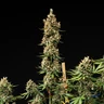 Pink Runtz Auto