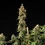 Pink Runtz Auto