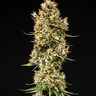 Pink Runtz Auto