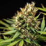 Pink Runtz Auto