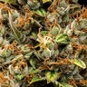 Pink Runtz Auto