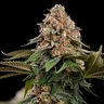 Strawberry Cough