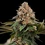 Strawberry Cough