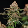 Strawberry Cough