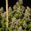 Mexican Rush Auto