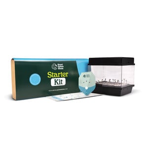 CBD Starter Kit