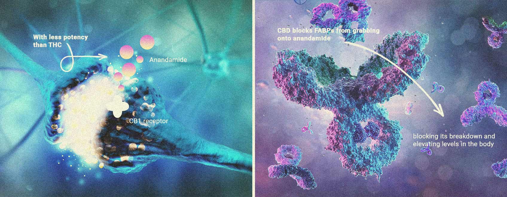 Hoe CBD de eetlust beïnvloedt Hoe CBD de eetlust beïnvloedt