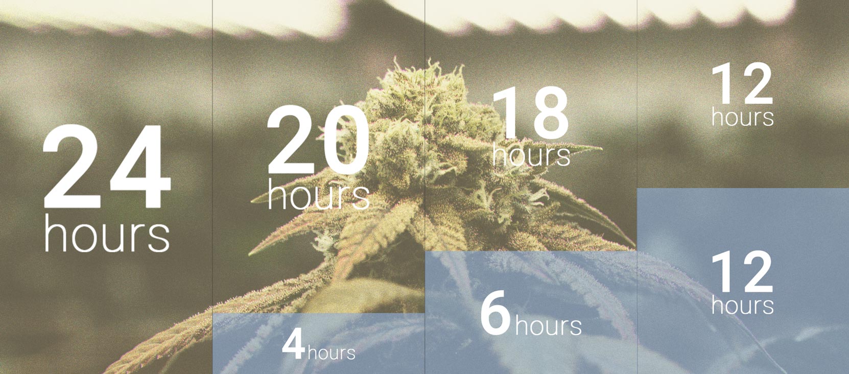 Het Belang Van De Donkere Uren Bij Cannabisteelt Het Belang Van De Donkere Uren Bij Cannabisteelt