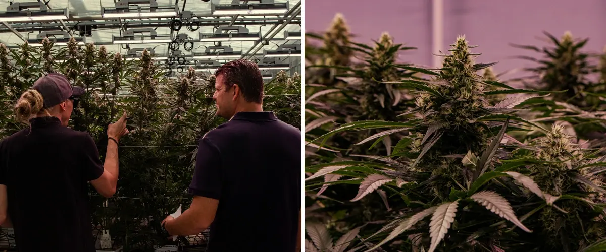 Cannabisplanten die groeien in een professionele kweekfaciliteit, met een krachtige structuur en dichte bloei onder gecontroleerde omstandigheden.