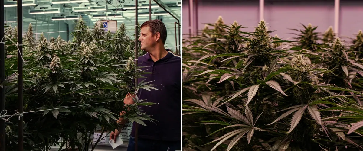 Bloeiende cannabisplanten die worden beoordeeld in een professionele kasproef, met krachtige groei en dichte topontwikkeling.