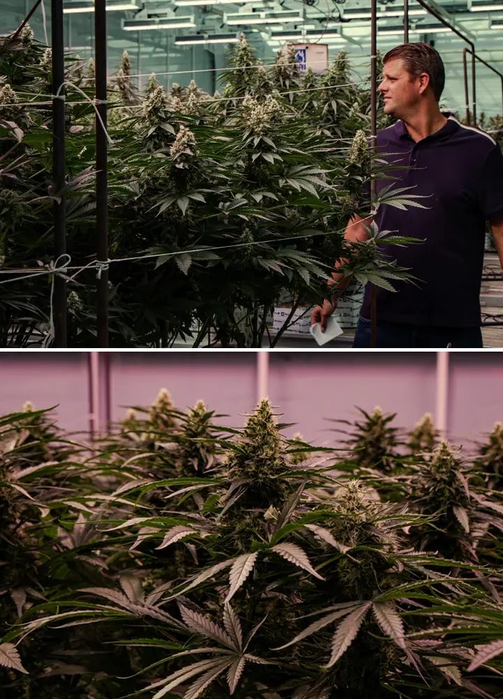 Bloeiende cannabisplanten die worden beoordeeld in een professionele kasproef, met krachtige groei en dichte topontwikkeling.