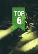 TOP POPULAR CBD