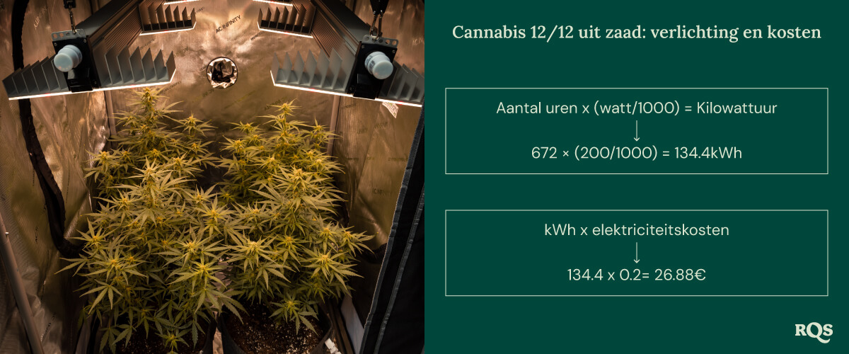 12-12 cannabis light cycle cost