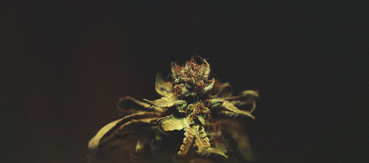 Het herkennen en behandelen van veel voorkomende Cannabiskwalen Het herkennen en behandelen van veel voorkomende Cannabiskwalen