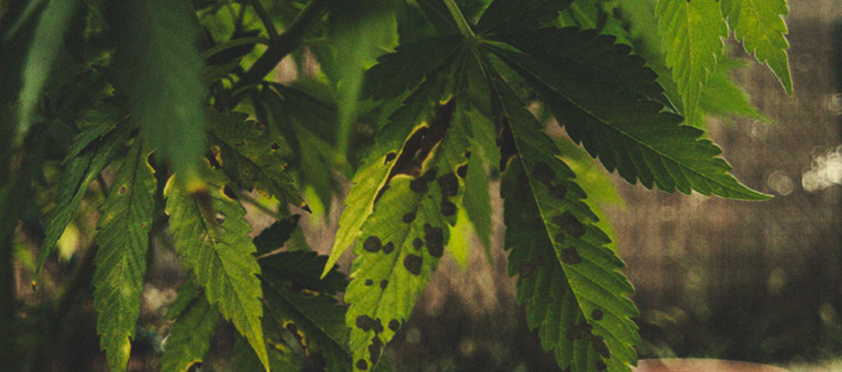 Het herkennen en behandelen van veel voorkomende Cannabiskwalen