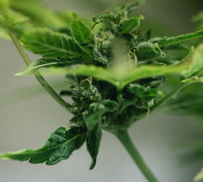 Het herkennen en behandelen van veel voorkomende Cannabiskwalen