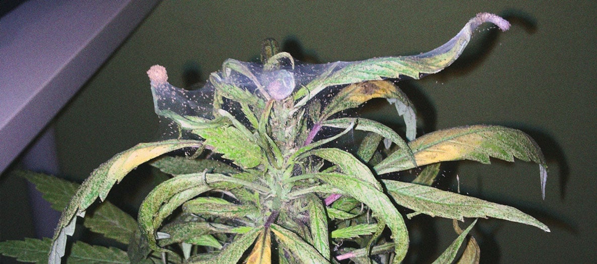 Het herkennen en behandelen van veel voorkomende Cannabiskwalen Het herkennen en behandelen van veel voorkomende Cannabiskwalen