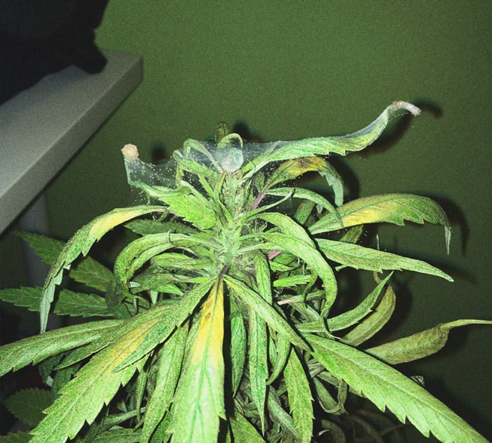 Het herkennen en behandelen van veel voorkomende Cannabiskwalen Het herkennen en behandelen van veel voorkomende Cannabiskwalen