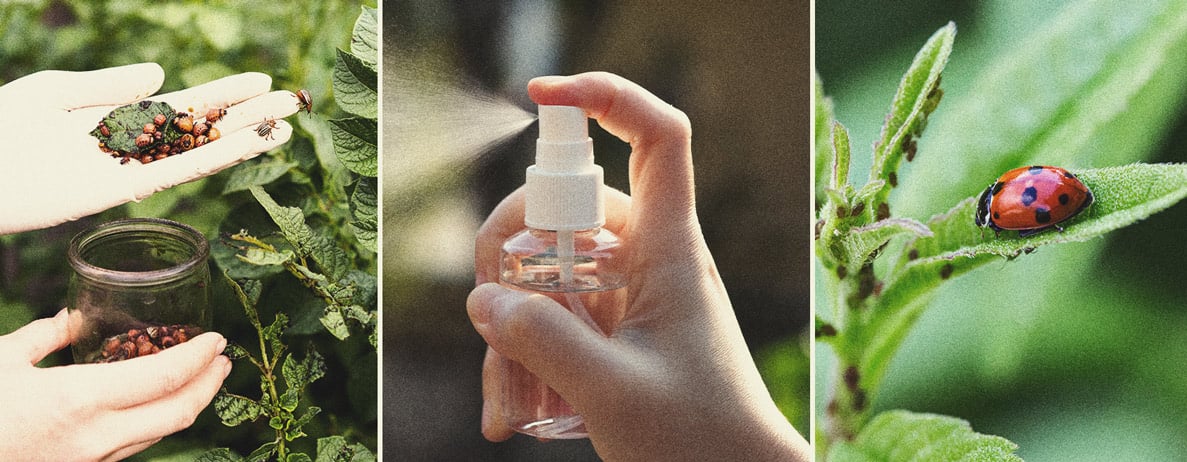 Pesticide Alternatives for Growing Cannabis Pesticide Alternatives for Growing Cannabis