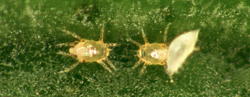 Broad Mites