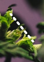 GROWING AUTOFLOWERING