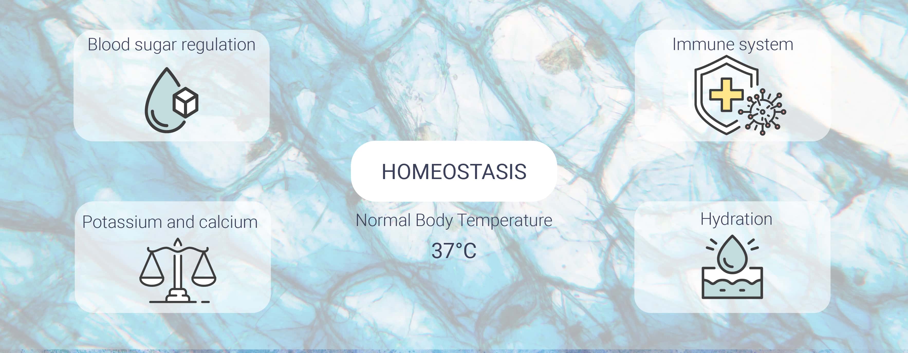 Wat is homeostase? Wat is homeostase?