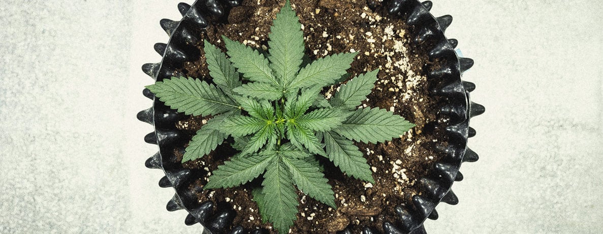 Hoe Kweek Je Autoflowers? Per Week Bekeken Hoe Kweek Je Autoflowers? Per Week Bekeken