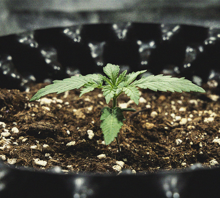 Cookies Gelato Automatic Grow Report Cookies Gelato Automatic Grow Report