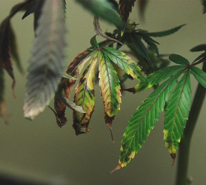 Het herkennen en behandelen van veel voorkomende Cannabiskwalen