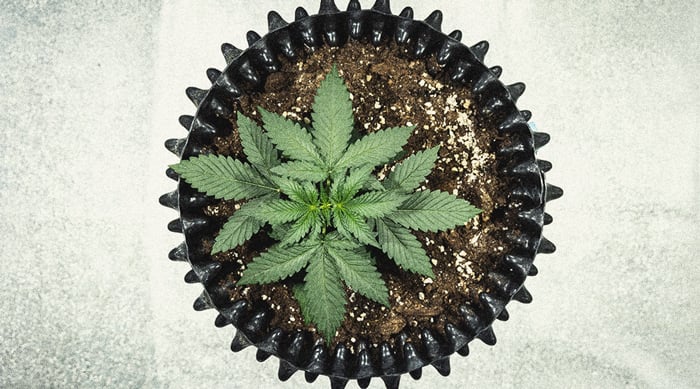 Hoe Kweek Je Autoflowers? Per Week Bekeken Hoe Kweek Je Autoflowers? Per Week Bekeken