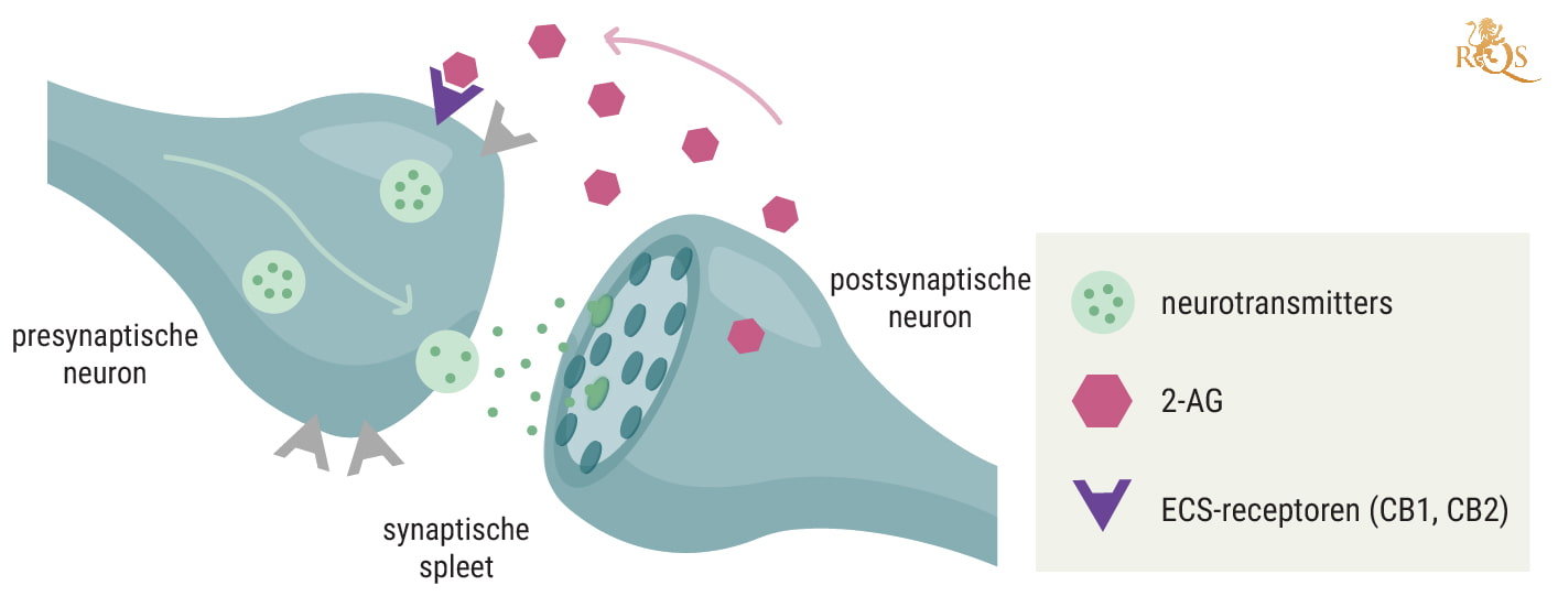 Wiet, het endocannabinoïdesysteem en immuniteit