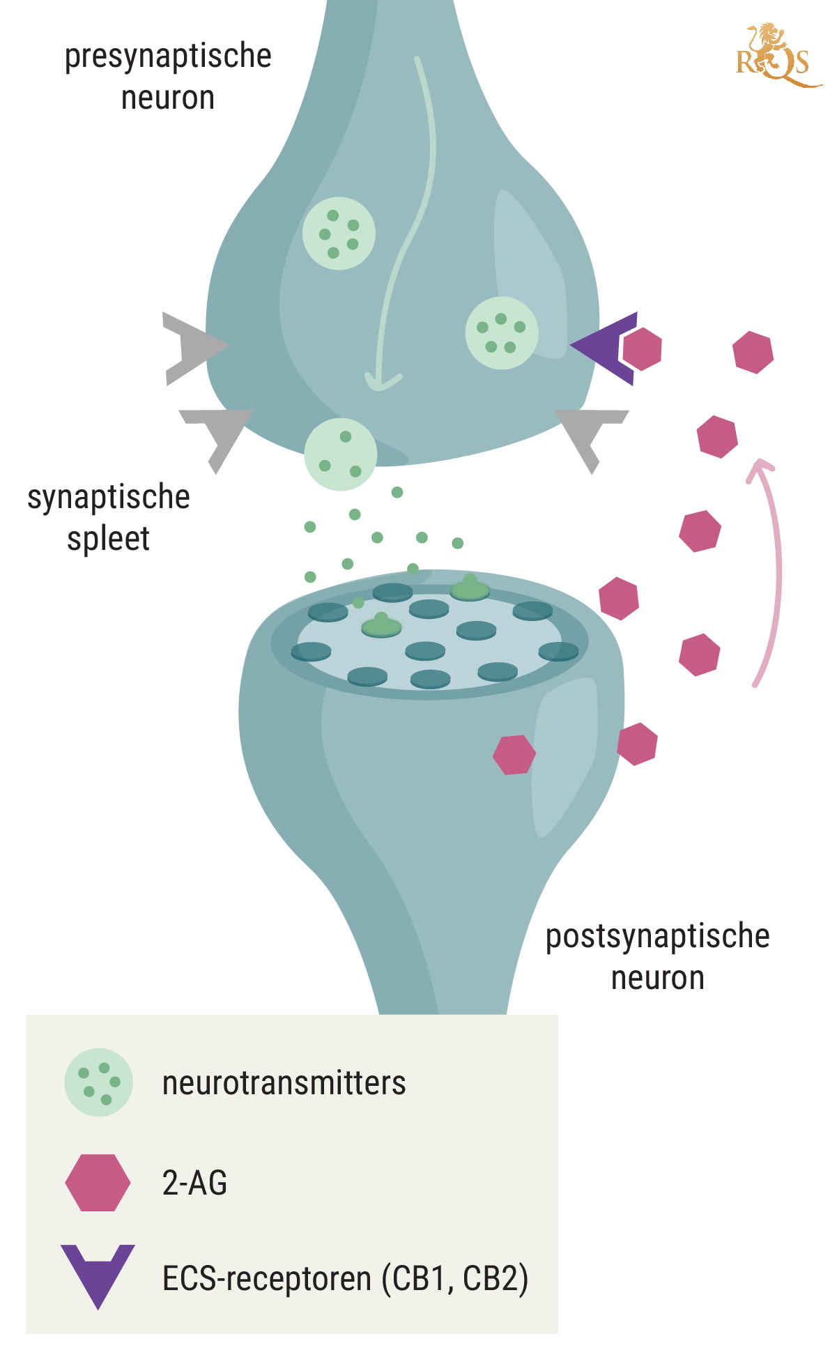 Wiet, het endocannabinoïdesysteem en immuniteit