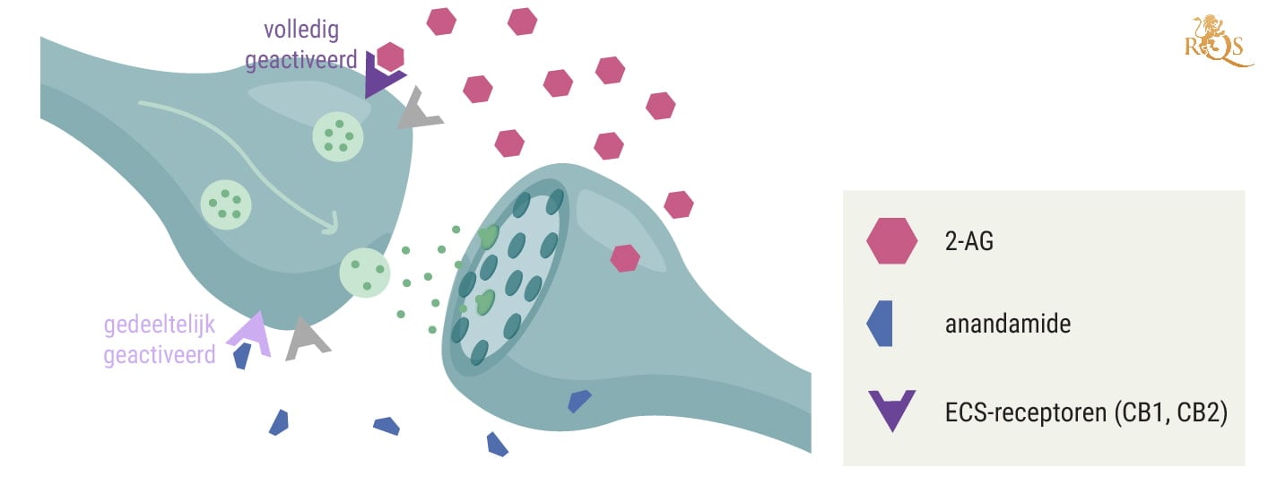 How Is 2-AG Related to Anandamide?